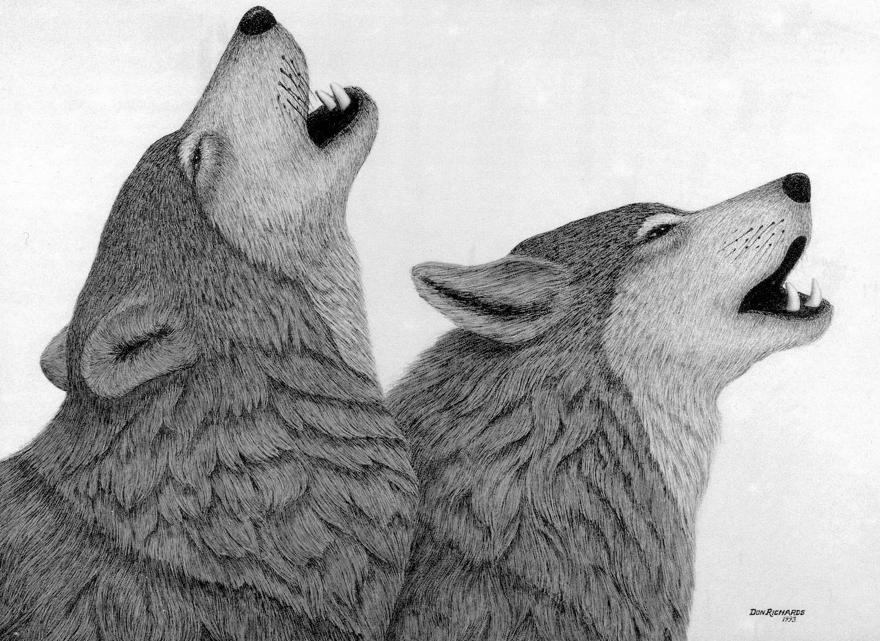 Wolves.©1993 Don Richards