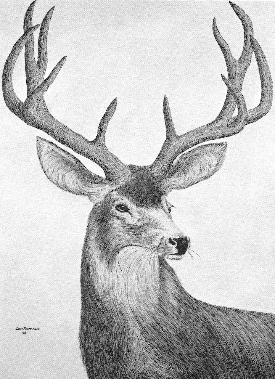 Mule deer.  ©1981 Don Richards