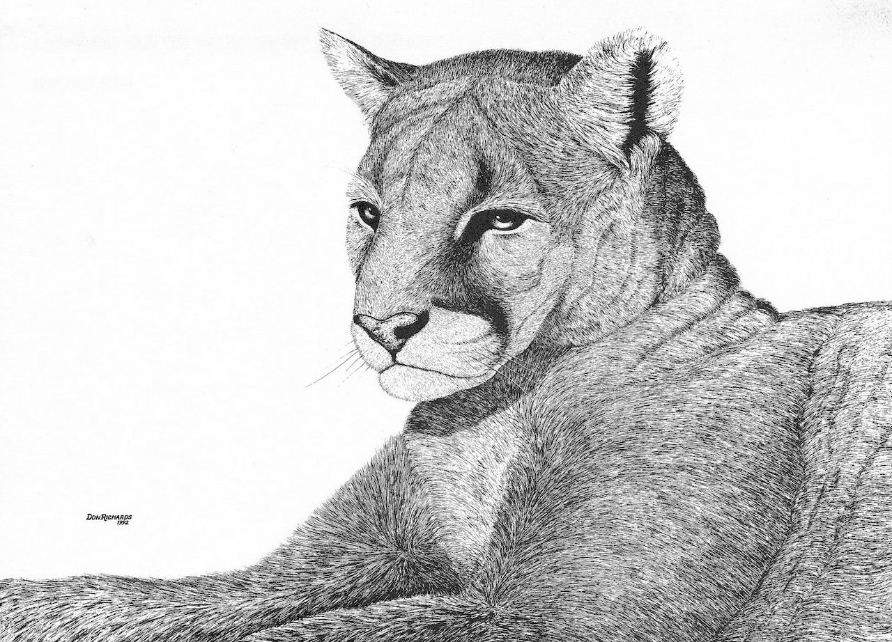 Mountain lion.  ©1992 Don Richards