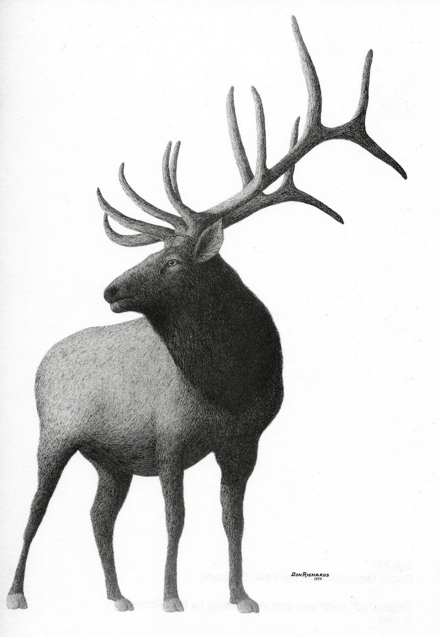 Bull elk.  ©1999 Don Richards