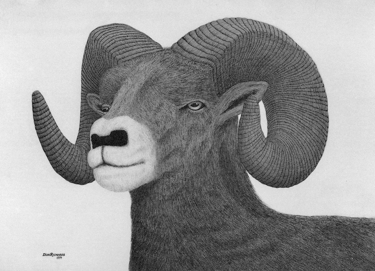 Bighorn ram.  ©1994 Don Richards